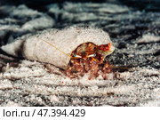 Underwater Hermit Crab Emerging From Sandy Burrow in a Tranquil Ocean Environment. Стоковое фото, фотограф Aleksandr Golubev / Фотобанк Лори