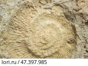 A close-up view of a rock face reveals a fossil imprint, likely a spiral-shaped ammonite, embedded within the light beige and tan rock. Стоковое фото, фотограф Елена  Попкова / Фотобанк Лори