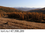 Вид на Южно-Чуйский хребет с Улаганского плато. Стоковое фото, фотограф Павел Степанов / Фотобанк Лори