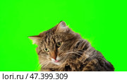 Domestic tabby cat licking itself after eating tasty cat food on green background. Chroma key. Suitable for articles about cats, their habits, health and games. Advertisement of pet food and toys. Стоковое видео, видеограф Евгений Демидюк / Фотобанк Лори