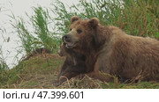 Female brown bear and her cubs. Стоковое видео, видеограф Михаил Коханчиков / Фотобанк Лори