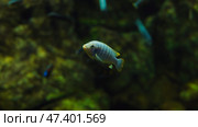 Electric blue hap swimming in freshwater aquarium. Стоковое фото, фотограф Mikhail Davidovich / Фотобанк Лори