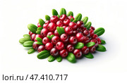 Lingonberries with green leaves on a white background. Стоковое фото, фотограф Андрей Бакусов / Фотобанк Лори