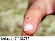 Hard mite, scale tick of family Ixodidae on human finger. It carrier of pathogens that can cause human disease. Стоковое фото, фотограф Зарифа Арсланова / Фотобанк Лори