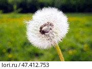 White dandelion seed head on green background, selective focus. Стоковое фото, фотограф Зарифа Арсланова / Фотобанк Лори