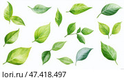 Green leaves collection on a white background suitable for design applications. Коллекция зеленых листьев на белом фоне подходит для дизайна. Стоковое AI-изображение, AI-художник Katsiaryna Repich / Фотобанк Лори