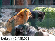 Red fox and a silver black fox in the zoo. Стоковое фото, фотограф Ольга Ильина / Фотобанк Лори