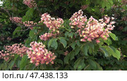 Цветение в городе Инсбрук. Австрия. Весна. Май. Flowering in the city of Innsbruck. Austria. Spring. May. Стоковое видео, видеограф Горшков Александр / Фотобанк Лори