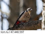 A small Spotted Woodpecker perched on a tree trunk, searching for insect larvae beneath the bark. Стоковое фото, фотограф Владимир Ендовицкий / Фотобанк Лори