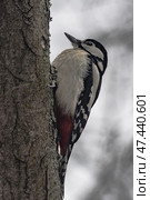 A small Spotted Woodpecker perched on a tree trunk, searching for insect larvae beneath the bark. Стоковое фото, фотограф Владимир Ендовицкий / Фотобанк Лори