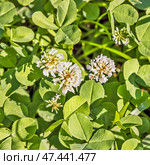 Trifolium repens L. (семейство Fabaceae)- Клевер ползучий. Крупный план цветущего растения.. Стоковое фото, фотограф Евгений Мухортов / Фотобанк Лори