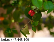 Pitanga or Suriname cherry fruit (lat.- Eugenia uniflora) Стоковое фото, фотограф Irina Opachevsky / Фотобанк Лори