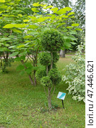 Туя западная (бонсай) (лат. Thuja occidentalis) и катальпа бигнониевидная (лат. Catalpa bignonioides) в Карякинском саду. Город Рыбинск, Ярославская область, Россия. Стоковое фото, фотограф Елена Коромыслова / Фотобанк Лори