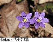 Snowdrops (Hepatica nobilis) Стоковое фото, фотограф Абрамов Михаил / Фотобанк Лори