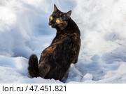 Черепаховая кошка на снегу. Стоковое фото, фотограф Илья Юрукин / Фотобанк Лори