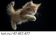 Playful kitten leaps in mid-air against a dark background. Игривый котенок прыгает в воздухе на темном фоне. Стоковое AI-изображение, AI-художник Katsiaryna Repich / Фотобанк Лори