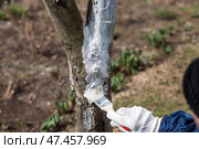 Spring gardening. Whitewashing of fruit trees from insects and diseases. A tree trunk and a gardener's hand with a brush and whitewash, coloring an apple tree. Стоковое фото, фотограф Photojuli / Фотобанк Лори