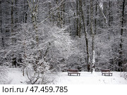Заснеженный лес с скамейками. Стоковое фото, фотограф Анатолич . / Фотобанк Лори