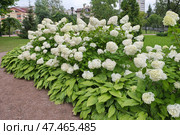 Цветущая гортензия садовая (лат. Hydrangea paniculata) в Карякинском саду в Рыбинске. Ярославская область, Россия (2024 год). Стоковое фото, фотограф Елена Коромыслова / Фотобанк Лори