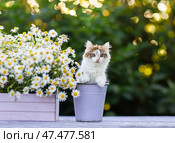 Cute kitten sitting among bouquets of daisies in summer village garden. Стоковое фото, фотограф Бачкова Наталья / Фотобанк Лори