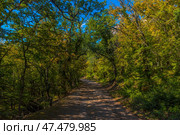 A forest road stretching into the distance and surrounded by dense green trees. The foliage of the trees shimmers in different shades of green, yellow and gold, creating a feeling of early autumn. The road is covered with fine gravel, and the sunlight breaks through the crown of the trees, casting beautiful shadows on the surface.The tree branches create a kind of natural tunnel, emphasizing the solitude and silence of the place. This is a typical landscape of the Crimean forests, perhaps somewhere in the vicinity of the Baydarskaya Valley, Inkerman or other natural areas surrounding Sevastopol. Стоковое фото, фотограф Анна Кривицкая / Фотобанк Лори