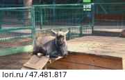 Young and adult goats playing, climbing, and munching on hay in a fenced enclosure with a wooden shelter at the zoo, soaking up the warmth of a sunny day. Стоковое видео, видеограф Ольга Ильина / Фотобанк Лори