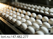 Chicken Eggs on a conveyor belt. Hatching and poultry farming. Egg factory industry. Egg selection process and grading production line with fresh eggs. Automated business, organic farming concept. Стоковое AI-изображение, AI-художник Марина Демидюк / Фотобанк Лори