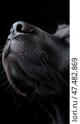 Canine Senses: Close-up of a Black Dog's Snout against darkness, exploring scent, olfactory world. Стоковое AI-изображение, AI-художник Данила Большаков / Фотобанк Лори