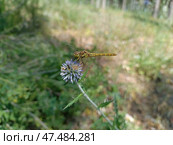 Стрекоза.Сжатобрюх.Sympetrum striolatum.Разнокрылые.Крупный план. Макросъемка. Стоковое фото, фотограф Елена Рассоха / Фотобанк Лори