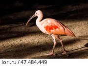 Красный ибис (Eudocimus ruber) идет. Зоопарк Мир птиц, Кейптаун, ЮАР. (2014 год). Стоковое фото, фотограф Анна Ефимова / Фотобанк Лори