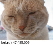 Портрет старого кота. Стоковое фото, фотограф YuryKara / Фотобанк Лори