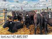 Black Angus calves in the open air. Стоковое фото, фотограф Ольга Сейфутдинова / Фотобанк Лори