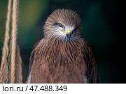 The black kite bird of prey, Milvus migrans, looks forward while in the zoo enclosure. Стоковое фото, фотограф Екатерина Лызлова / Фотобанк Лори