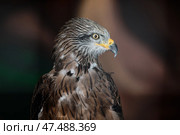 The black kite bird of prey, Milvus migrans, looks to the right while in the zoo enclosure. Стоковое фото, фотограф Екатерина Лызлова / Фотобанк Лори