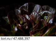 Red buttery lettuce, Lactuca sativa, in drops of water on a black background. Background butterhead lettuce. Стоковое фото, фотограф Екатерина Лызлова / Фотобанк Лори