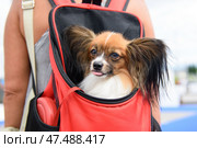 A dog of the Papillon breed sits in a red backpack behind the mistress and looks forward, sticking out his tongue. Стоковое фото, фотограф Екатерина Лызлова / Фотобанк Лори