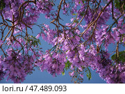 Jacaranda Tree in Full Bloom with Purple Flowers Against a Deep Blue Sky. Стоковое фото, фотограф Дмитрий Рухленко / Фотобанк Лори