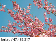 Ветки цветущей сакуры (Prunus serrulata Lindl.) на голубом фоне. Стоковое фото, фотограф Ирина Борсученко / Фотобанк Лори