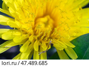 Макросъёмка цветка одуванчика. Стоковое фото, фотограф Лариса Веселова / Фотобанк Лори