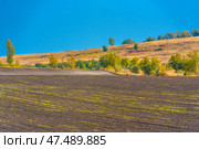 Rural autumn landscape with a neatly plowed and sown field. Young shoots are visible, breaking through the dark soil. The field stretches to the horizon, where hills begin, covered with dry grass and sparse trees, gradually turning into a green-yellow forest belt. The bright blue sky emphasizes the purity and openness of the rural nature. The picture is filled with a feeling of space, silence and tranquility. Стоковое фото, фотограф Анна Кривицкая / Фотобанк Лори
