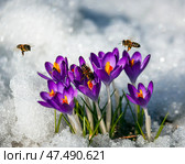 Первоцветы или крокусы с  медоносными пчелами  над снегом. Стоковое фото, фотограф Олег Елагин / Фотобанк Лори