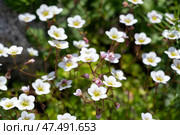 Saxifraga hypnoides in bloom, also called mossy saxifrage. Стоковое фото, фотограф EugeneSergeev / Фотобанк Лори