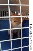 A small ginger and white kitten sits inside a caged carrier. He is peering through the bars, his expression slightly wary, possibly scared. There is a blue plastic tray inside the carrier, and the back wall has ventilation holes. The kitten looks a little dusty or has spots on his face, perhaps recently rescued or on his way to the vet. Стоковое фото, фотограф Анна Кривицкая / Фотобанк Лори