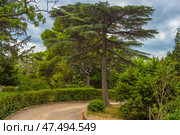 A winding path in the park of Foros, Crimea. The footpath, paved with fine gravel and framed by a stone border, goes deep into the green area. To the left and right of it are neatly trimmed hedges and dense vegetation. Particular attention is drawn to the majestic Crimean pines and junipers, as well as a powerful spreading oak. The sky is covered with clouds, which creates a feeling of coolness and tranquility, typical of the Crimean southern coastal climate. Стоковое фото, фотограф Анна Кривицкая / Фотобанк Лори