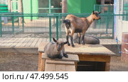Young and adult goats playing, climbing, and munching on hay in a fenced enclosure with a wooden shelter at the zoo, soaking up the warmth of a sunny day. Стоковое видео, видеограф Ольга Ильина / Фотобанк Лори