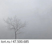 Заиндевевшее дерево в тумане. Стоковое фото, фотограф Арсентев Сергей / Фотобанк Лори