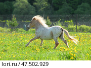 Забавный пони Фалабелла бежит галопом по весеннему лугу. Funny Falabella pony runnin gallop in spring meadow. Стоковое фото, фотограф Михаил Кондрашов / Фотобанк Лори