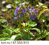 First flowers in spring. Corydalis solida, fumewort or bird-in-a-bush, species of flowering plant in family Papaveraceae on sunny day. Стоковое фото, фотограф Валерия Попова / Фотобанк Лори