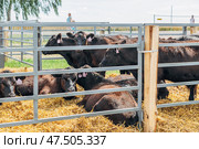 Black Angus calves in the open air. Стоковое фото, фотограф Ольга Сейфутдинова / Фотобанк Лори