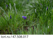 Цветущий в густой траве мускари под дождем. Стоковое фото, фотограф Ременюк Анна / Фотобанк Лори